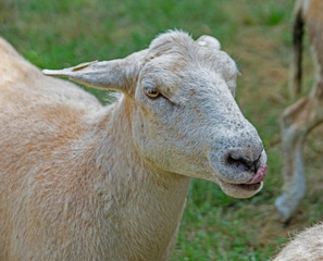 Closeup tame Katadin Sheep in a green field.