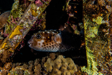 Diodon fish in the Red Sea Colorful and beautiful, Eilat Israel