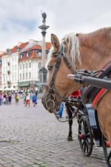 stare miasto warszawa i koń © rpetryk
