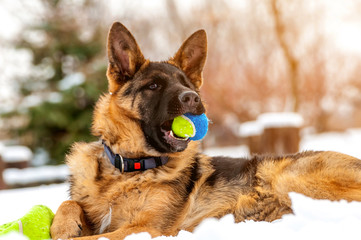 A german shepherd puppy dog playing with a ball at winter