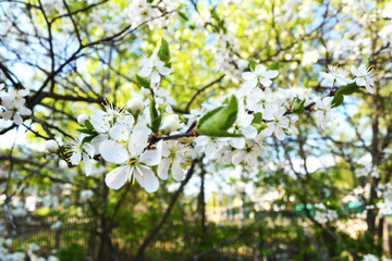  spring flowering tree
