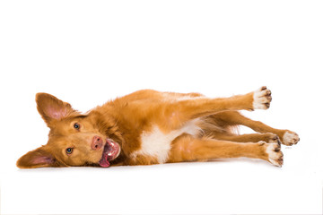 Dog is lying on the side isolated on white