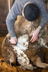Venerable sheep shearer using hand tools in a Connecticut barn.