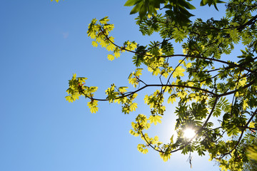 Fresh leaves of maple and rowan are lit by the sun. Clear spring day with green trees against blue sky.