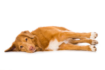 Dog is lying on the side