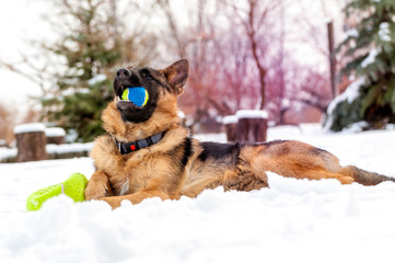 Fototapeta na wymiar A german shepherd puppy dog playing with a ball at winter