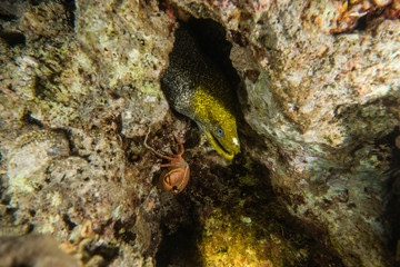 Moray eel Mooray lycodontis undulatus in the Red Sea, eilat israel
