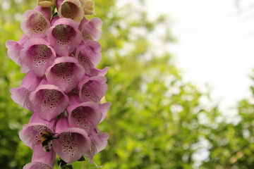 a pink foxglove closeup with a green and white bokeh background © Angelique