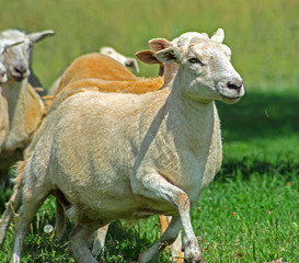 Naklejka na ściany i meble A herd of tame Katadin Sheep in a green pasture.