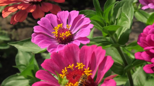 multicolored flowers in the park in summer. Beautiful flowers tsiniya bloom in garden. flower business. beautiful flower garden blooms in spring.