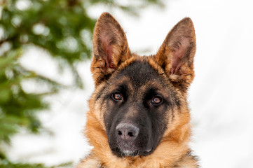 Portrait of a german shepherd puppy dog at winter