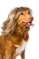 Dog with a wig on white background