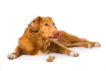 Dog is chewing a bone isolated on white background