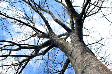 La nature et ses arbres extraordinaires