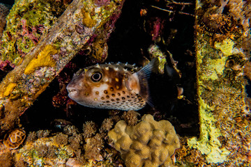 Diodon fish in the Red Sea Colorful and beautiful, Eilat Israel