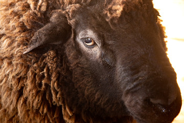 Brown wooly sheep in a barn in East Windsor, Connecticut.