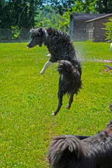 Fototapeta premium A Border Collie likes to jump in a water hose stream.