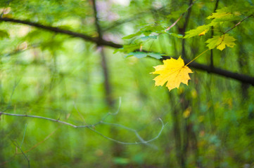Yellow maple leaf on a green background, single leaf