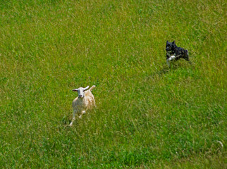 Fototapeta na wymiar A stray sheep being herded by a Border Collie Dog.