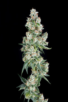 Marijuana Plant On Black Background