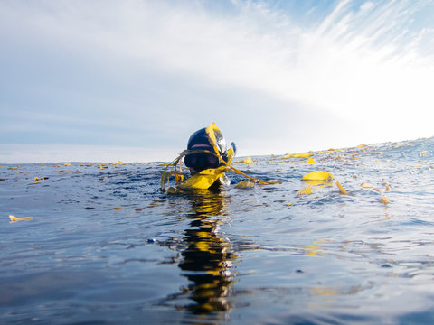 A young man comes up for air after snorkeling at the Channel Islands National Park, California.