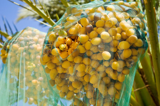 Date palm tree with nets covering fruit, Wadi Rum, Aqaba Governorate, Jordan