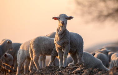 cute little lamb on fresh spring green meadow during sunrise