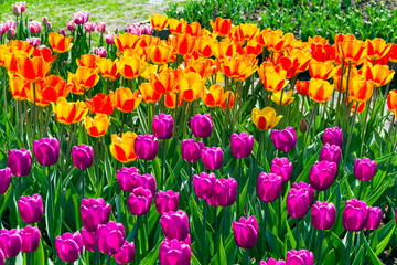 Fototapeta premium Beautiful multicolored tulips