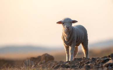 cute little lamb on fresh spring green meadow during sunrise