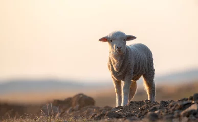 Fototapeten cute little lamb on fresh spring green meadow during sunrise © tutye