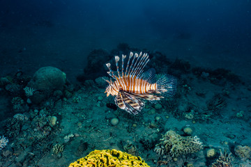 Lion fish in the Red Sea colorful fish, Eilat Israel