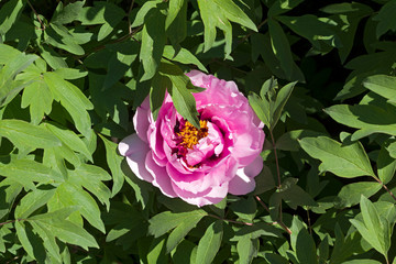 Flowering pink tree peony.