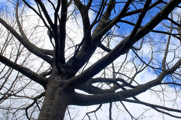 La nature et ses arbres extraordinaires