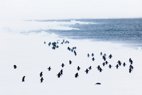 Colony of Adelie penguin (Pygoscelis adeliae) during blizzard