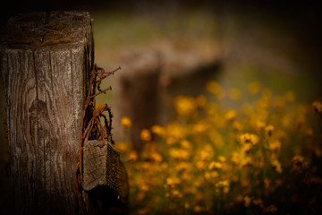 Flowers in the foothills