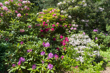 Blooming multicolored rhododendrons.