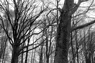 La nature et ses arbres extraordinaires