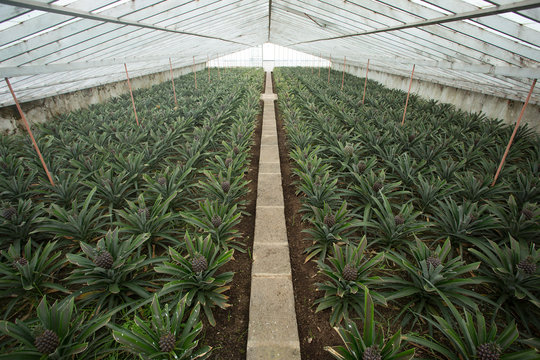 Greenhouse in Arruda Pineapple Plantation