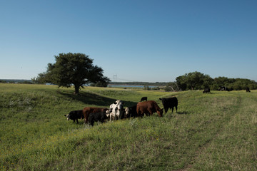 Cows in Countryside,in  Pampas landscape, Argentina