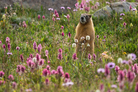 A Yellow-bellied Marmot (Marmota flaviventris) in a field of Colorado wildflowers.