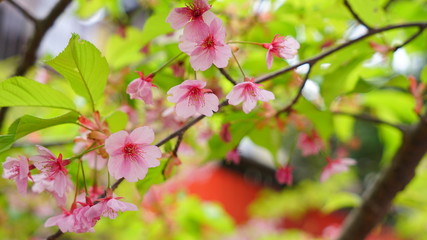 車折神社の河津桜