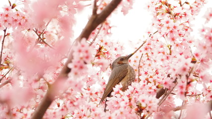 河津桜とヒヨドリ