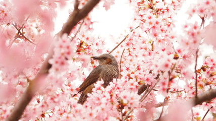 河津桜とヒヨドリ