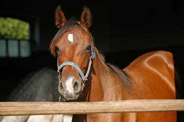  Portrait closeup of a thoroughbred horse in the barn door