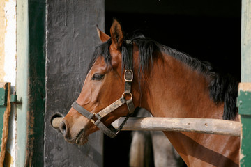  Portrait closeup of a thoroughbred horse in the barn door