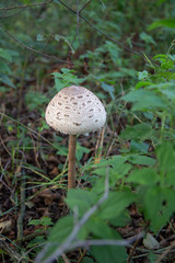 mushroom in forest Macrolepiota 