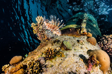 Lion fish in the Red Sea colorful fish, Eilat Israel