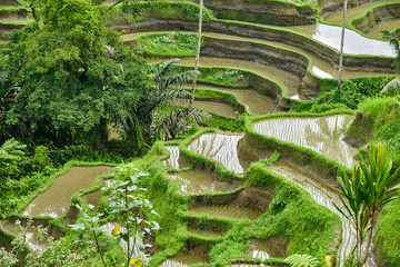 Rice plantations in Bali.