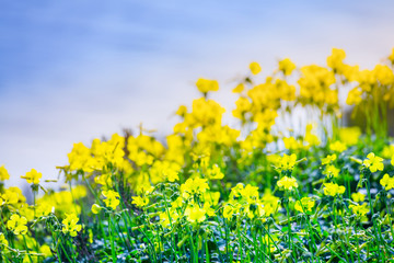Bright spring flowering of yellow flowers. A typical spring phenomenon on the shores of the Mediterranean Sea. The plant Oxalis is known as the wood sorrels, woodsorrels or wood-sorrel.