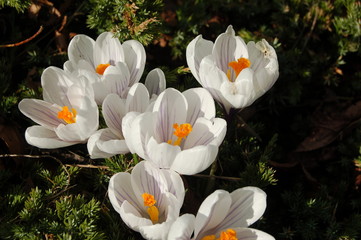 white crocuses